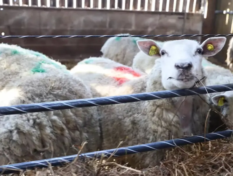Certificat de Spécialisation Conduite de l’Elevage Ovin Viande