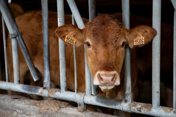Certificat d’Aptitude Professionnelle agricole Métiers de l’Agriculture