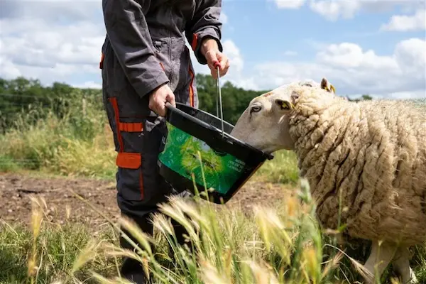 Licence Professionnelle Audit et Génétique en Elevage