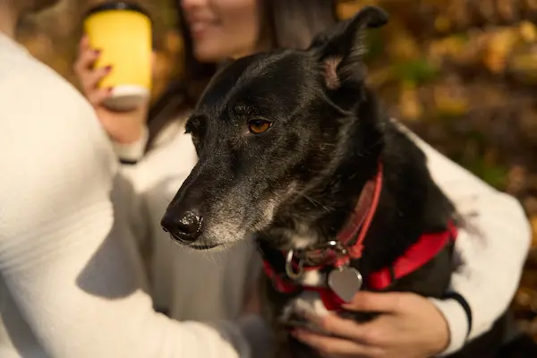 Gestes de premiers secours canin
