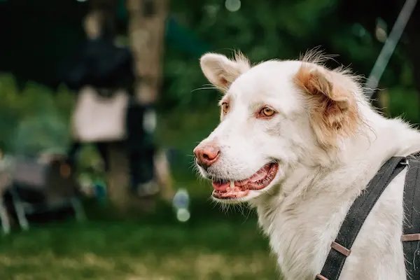 Transport canin et félin