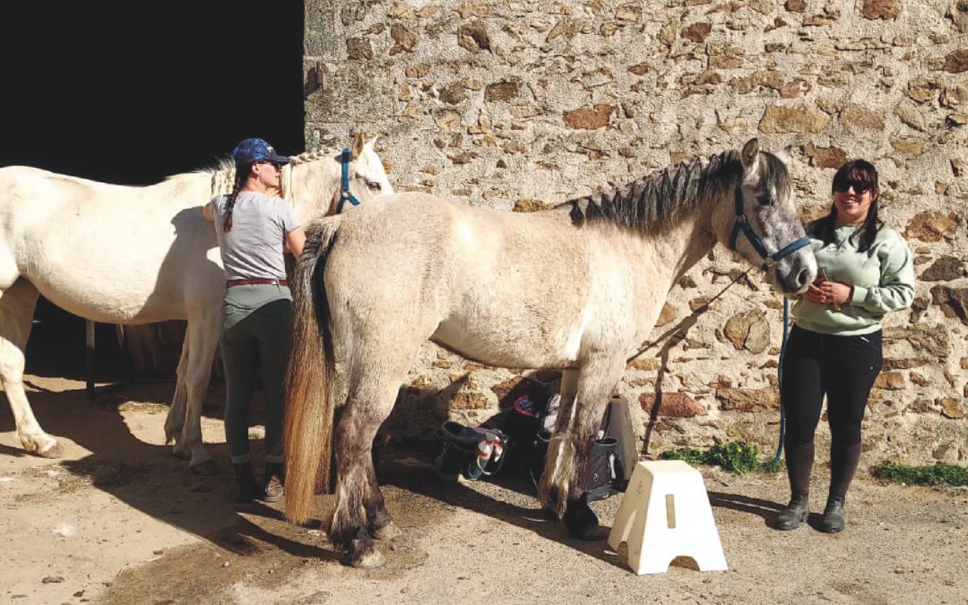 Animateur d’Equitation – CFPPA